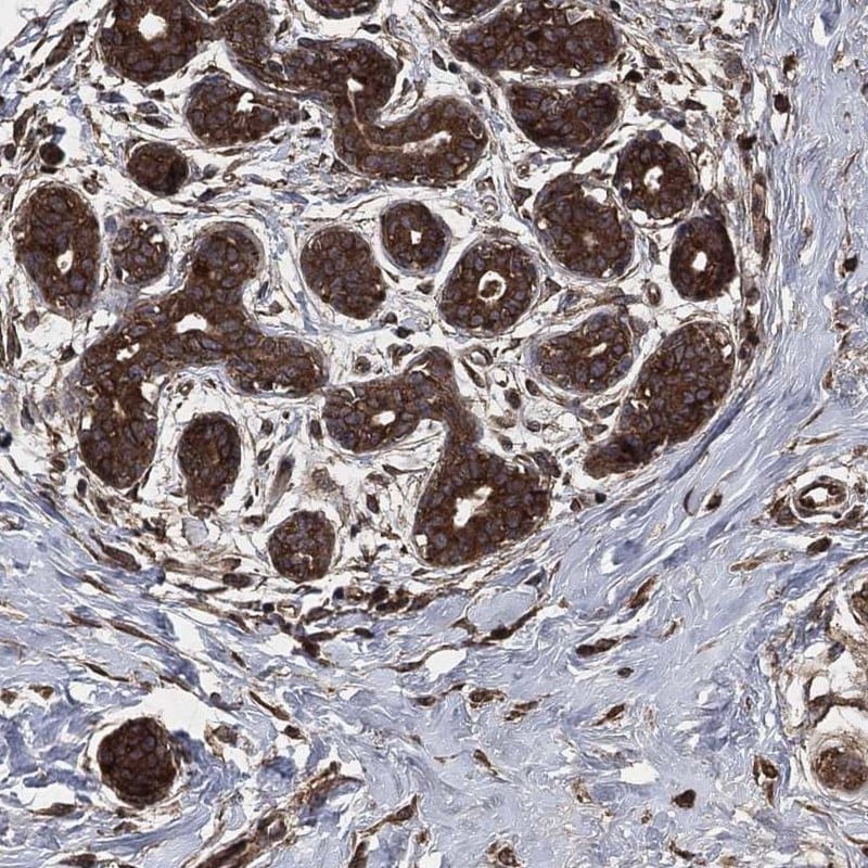 PRAS40 Antibody Immunohistochemistry-Paraffin: PRAS40 Antibody [NBP3-25066]