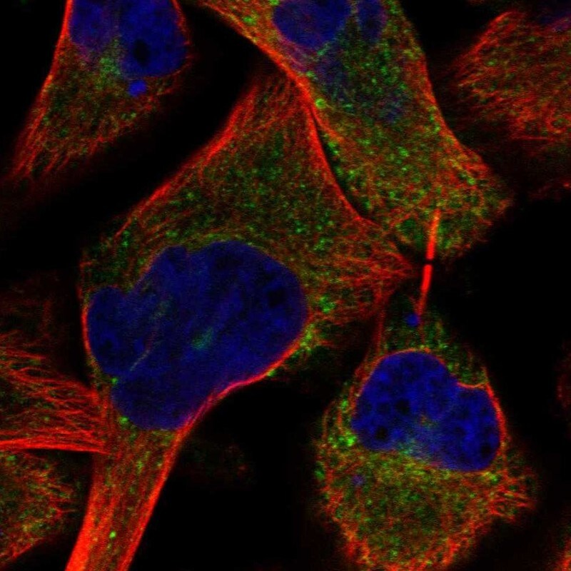 PRUNE2 Antibody - BSA Free Immunocytochemistry/ Immunofluorescence: PRUNE2 Antibody - BSA Free [NBP3-25074]