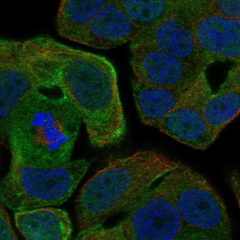 Rab25 Antibody - BSA Free Immunocytochemistry/ Immunofluorescence: Rab25 Antibody - BSA Free [NBP3-25084]