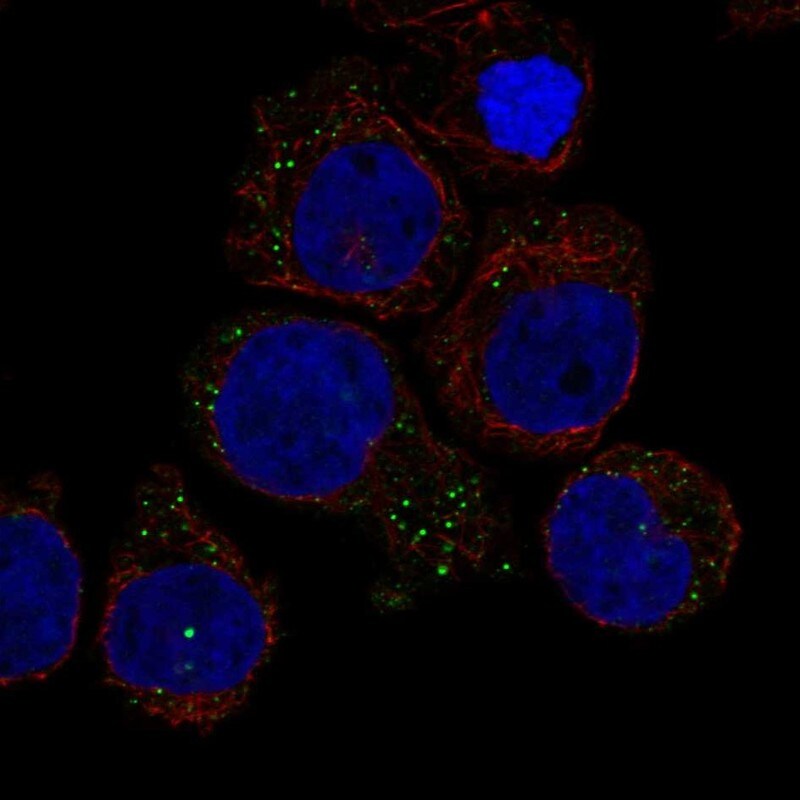RAB44 Antibody Immunocytochemistry/Immunofluorescence: RAB44 Antibody [NBP3-25086]