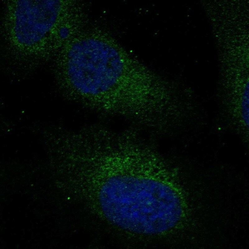 RABL3 Antibody Immunocytochemistry/Immunofluorescence: RABL3 Antibody [NBP3-25087]
