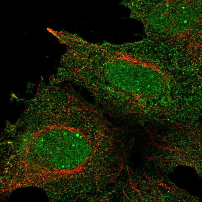 RALBP1 Antibody - BSA Free Immunocytochemistry/ Immunofluorescence: RALBP1 Antibody - BSA Free [NBP3-25091]