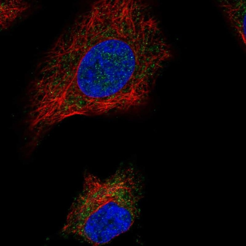 SDH Assembly Factor 1 Antibody Immunocytochemistry/Immunofluorescence: SDH Assembly Factor 1 Antibody [NBP3-25123]