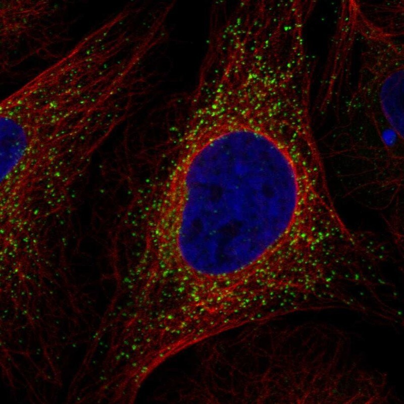 SEC14L4 Antibody Immunocytochemistry/Immunofluorescence: SEC14L4 Antibody [NBP3-25124]