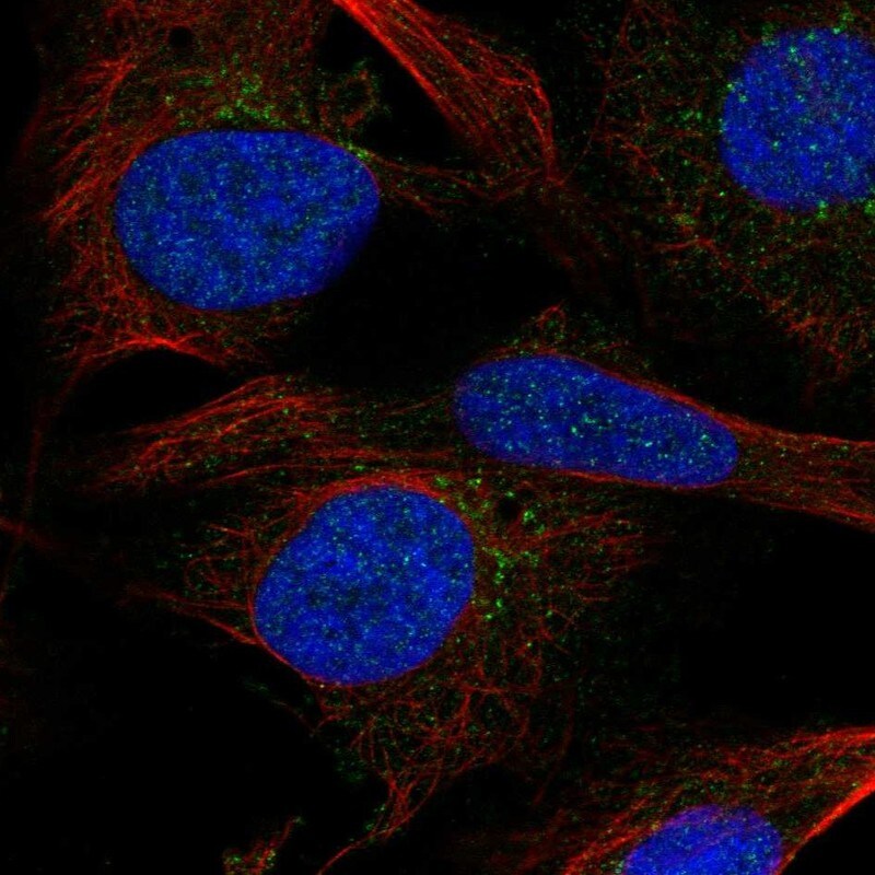 Sphingomyelin Synthase 2 Antibody - BSA Free Immunocytochemistry/ Immunofluorescence: Sphingomyelin Synthase 2 Antibody - BSA Free [NBP3-25155]