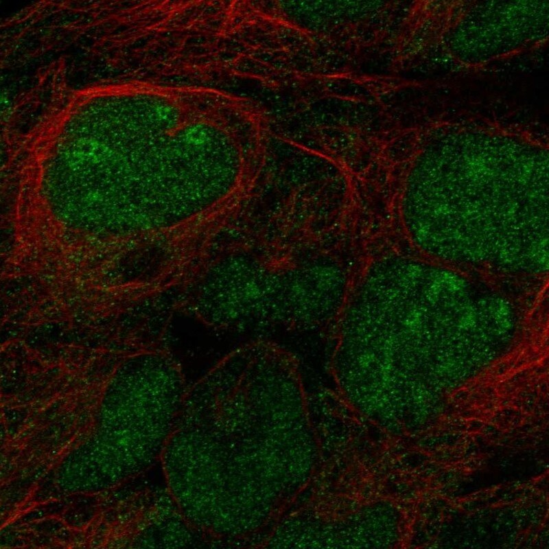 STPG2 Antibody Immunocytochemistry/Immunofluorescence: STPG2 Antibody [NBP3-25163]