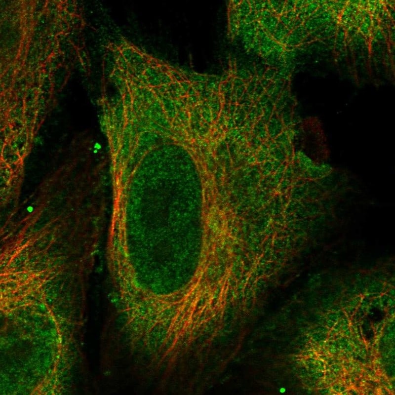 TEX13C Antibody Immunocytochemistry/Immunofluorescence: TEX13C Antibody [NBP3-25183]