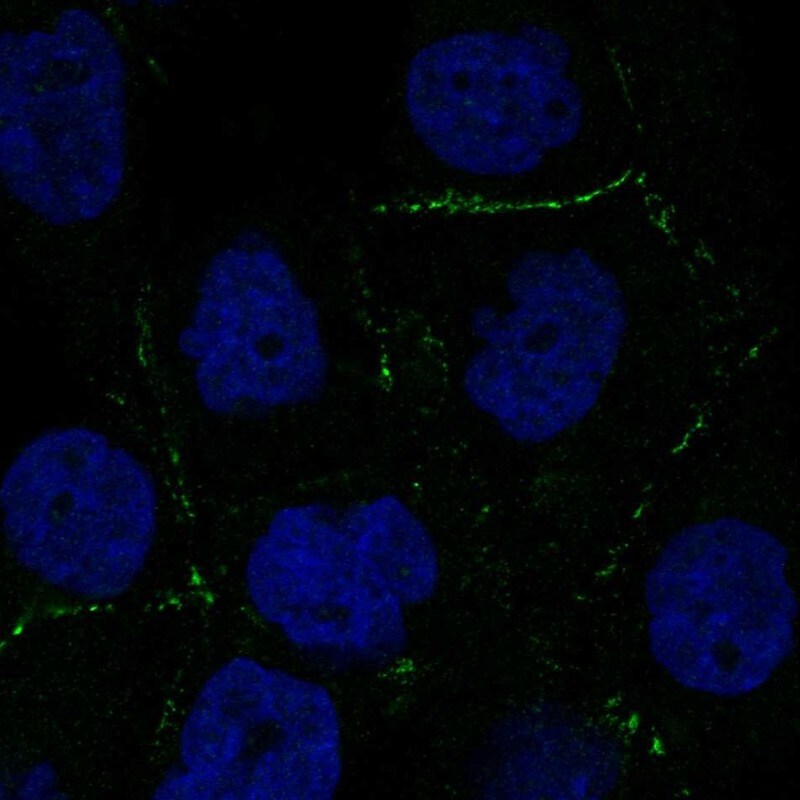 TMEM24 Antibody Immunocytochemistry/Immunofluorescence: TMEM24 Antibody [NBP3-25199]