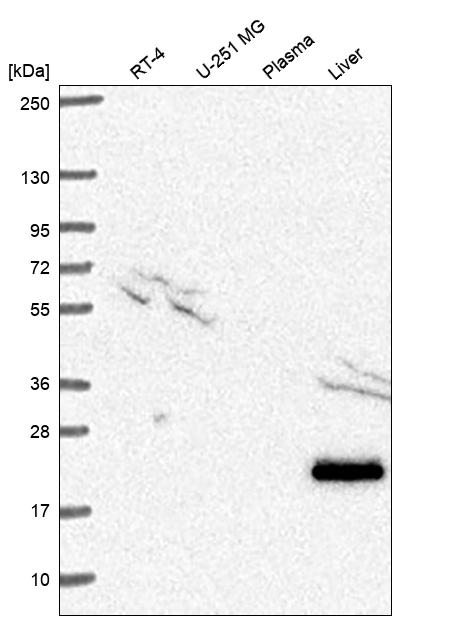 Transgelin/TAGLN/SM22 alpha Antibody Western Blot: Transgelin/TAGLN/SM22 alpha Antibody [NBP3-25205]
