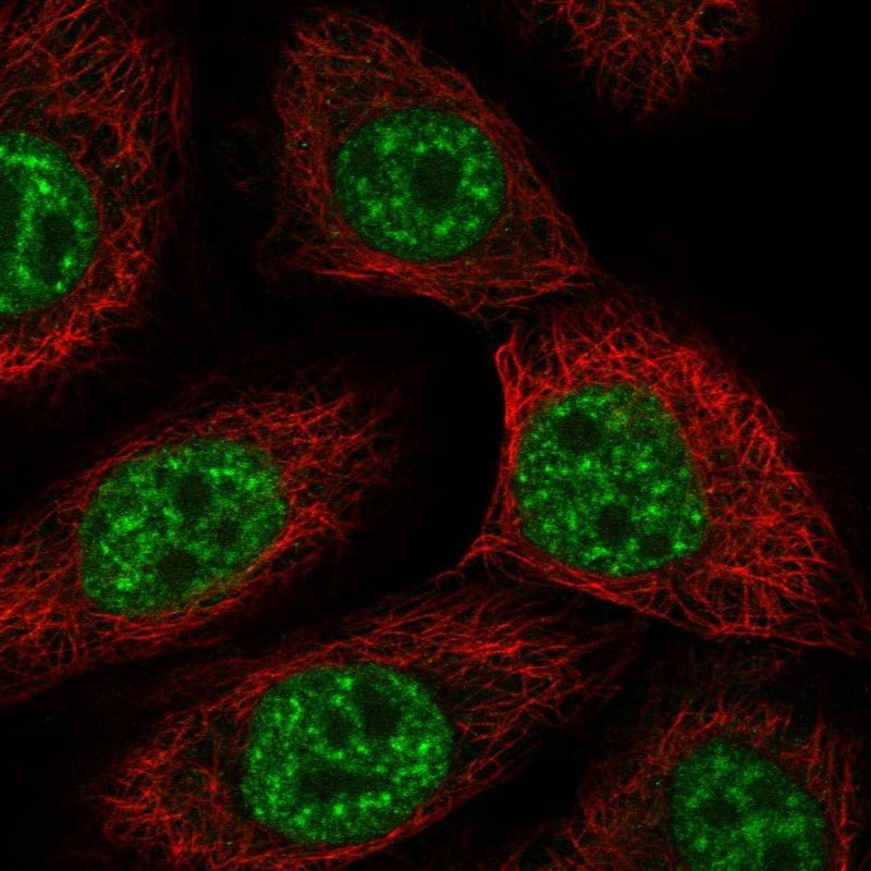 USP43 Antibody - BSA Free Immunocytochemistry/ Immunofluorescence: USP43 Antibody - BSA Free [NBP3-25221]