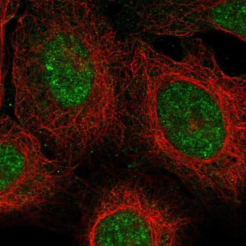 ZUFSP Antibody Immunocytochemistry/Immunofluorescence: ZUFSP Antibody [NBP3-25261]