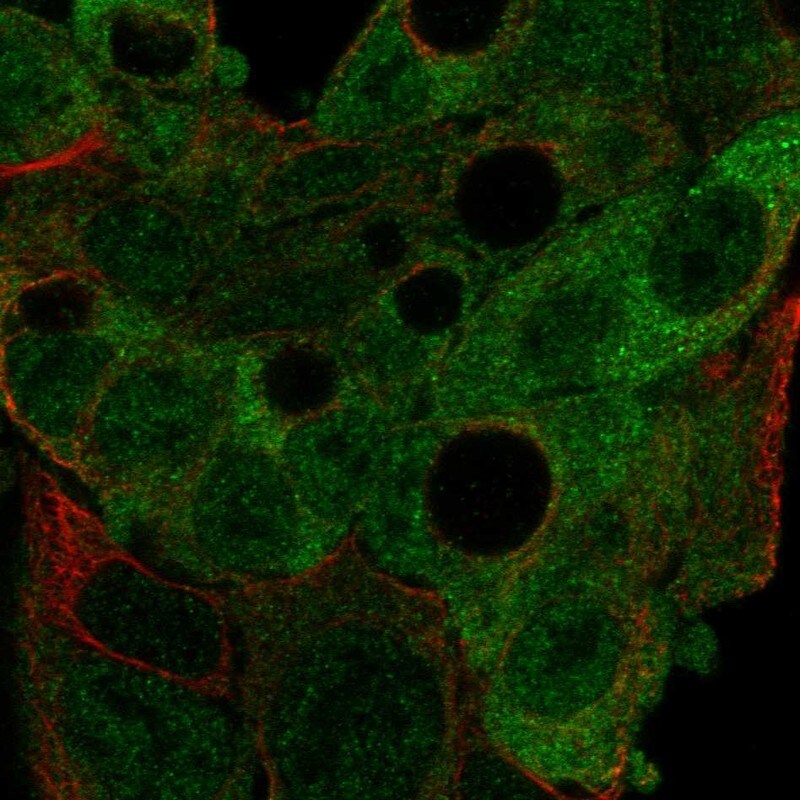 AGFG2 Antibody - BSA Free Immunocytochemistry/ Immunofluorescence: AGFG2 Antibody - BSA Free [NBP3-25269]