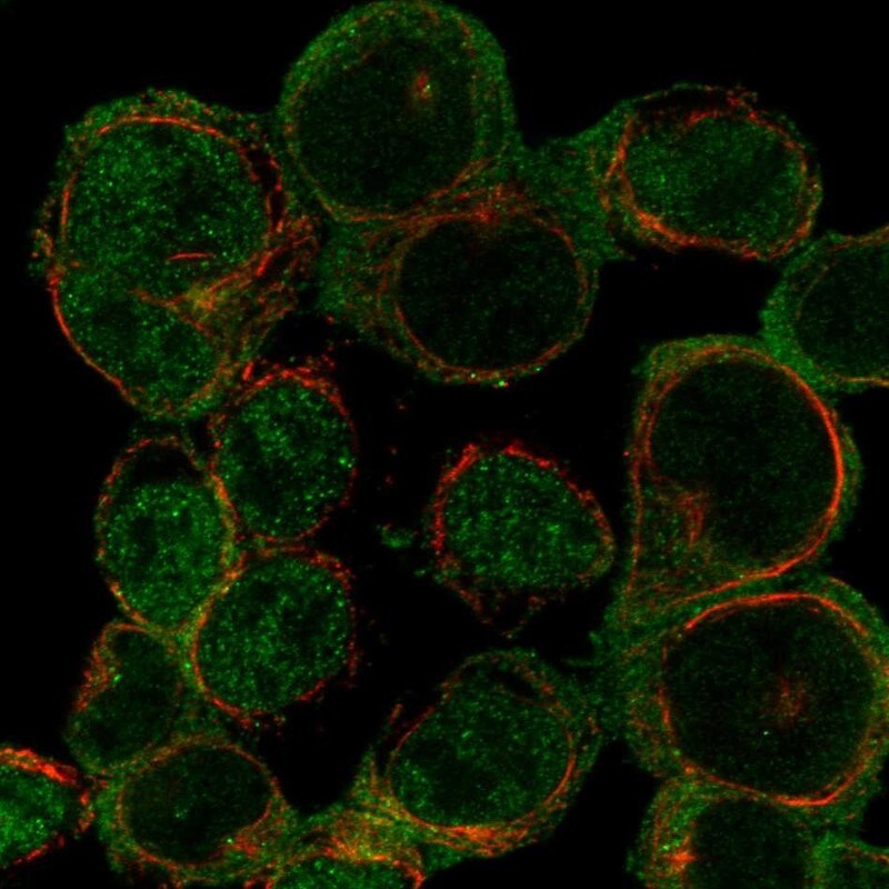ARHGAP15 Antibody - BSA Free Immunocytochemistry/ Immunofluorescence: ARHGAP15 Antibody - BSA Free [NBP3-25282]