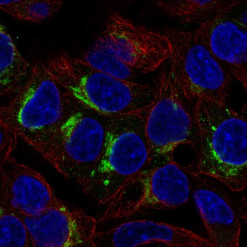 ARSI Antibody Immunocytochemistry/Immunofluorescence: ARSI Antibody [NBP3-25288]