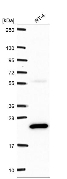 CIB1 Antibody Western Blot: CIB1 Antibody [NBP3-25301]