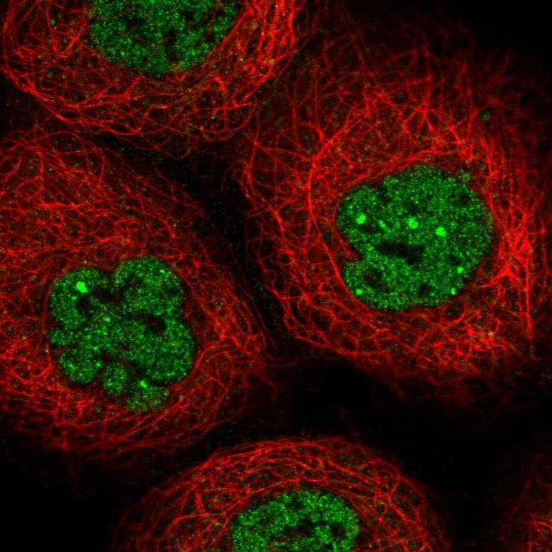 C9orf84 Antibody Immunocytochemistry/Immunofluorescence: C9orf84 Antibody [NBP3-25319]