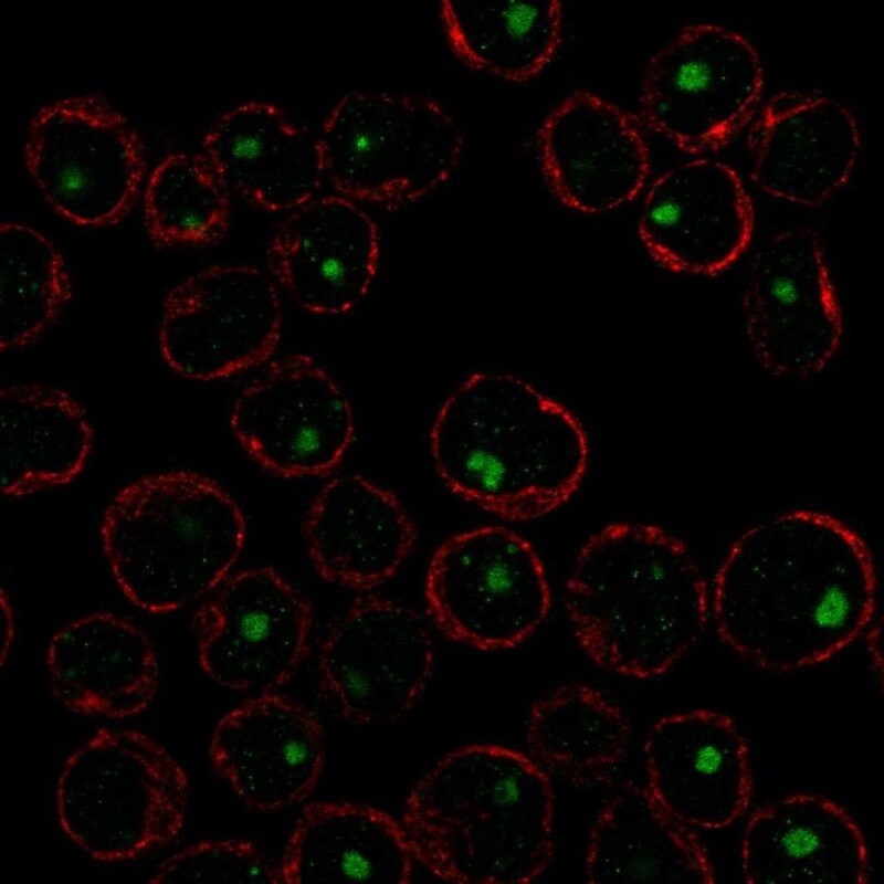 CABLES2 Antibody Immunocytochemistry/Immunofluorescence: CABLES2 Antibody [NBP3-25320]