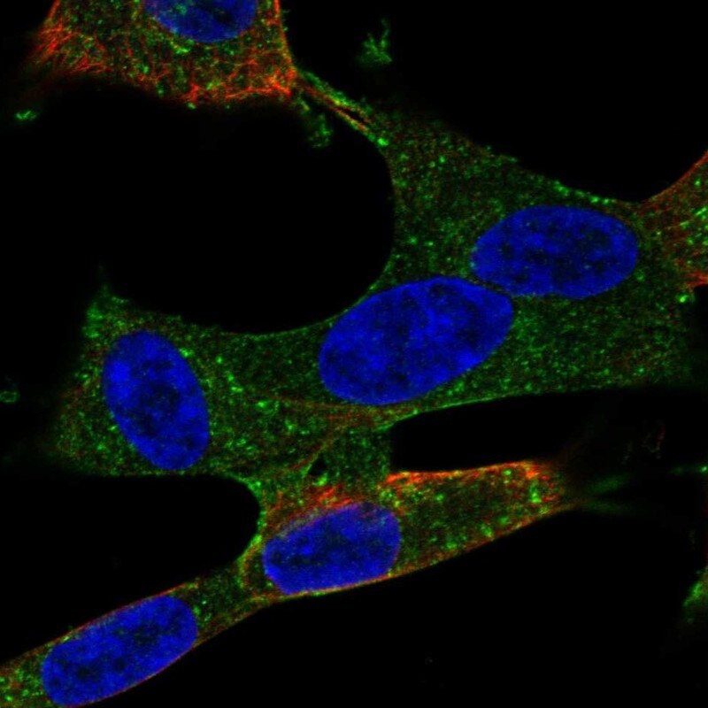 TEM5/GPR124 Antibody - BSA Free Immunocytochemistry/ Immunofluorescence: TEM5/GPR124 Antibody - BSA Free [NBP3-25346]