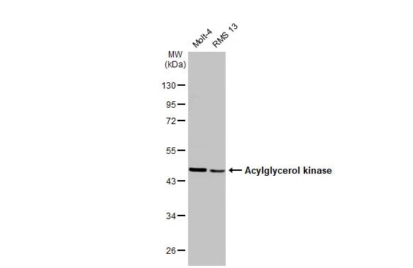 Acylglycerol Kinase Antibody (HL1846) - Azide and BSA Free