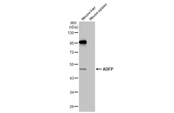 Perilipin-2/ADFP Antibody (HL2147) - Azide and BSA Free