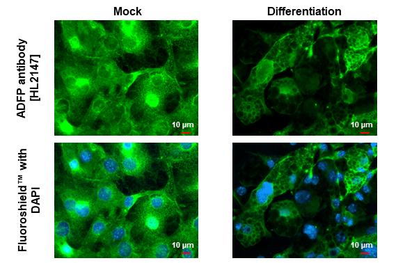 Perilipin-2/ADFP Antibody (HL2147) - Azide and BSA Free
