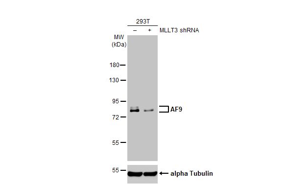 AF9 Antibody (HL1644) - Azide and BSA Free