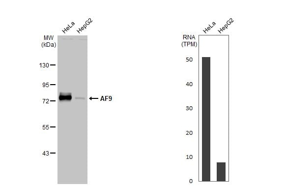 AF9 Antibody (HL1644) - Azide and BSA Free