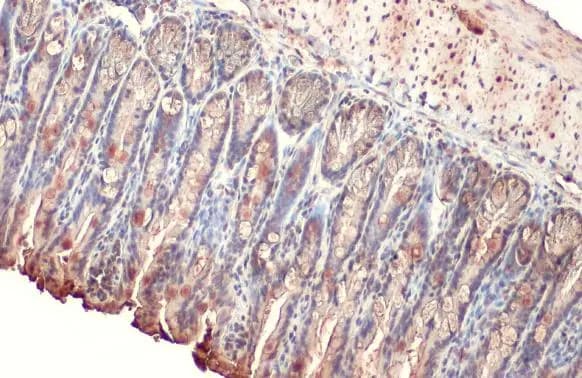 Alkaline Phosphatase, Intestinal Antibody (HL1268) - Azide and BSA Free