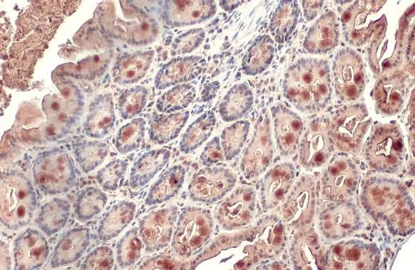 Alkaline Phosphatase, Intestinal Antibody (HL1268) - Azide and BSA Free