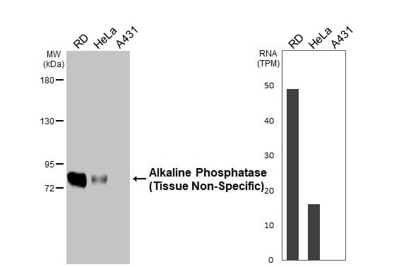 Alkaline Phosphatase, Tissue Non-Specific Antibody (HL2003) - Azide and BSA Free
