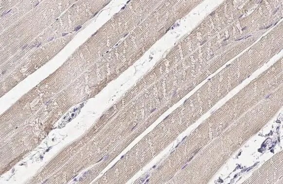 PDLIM3 Antibody (HL2075) - Azide and BSA Free