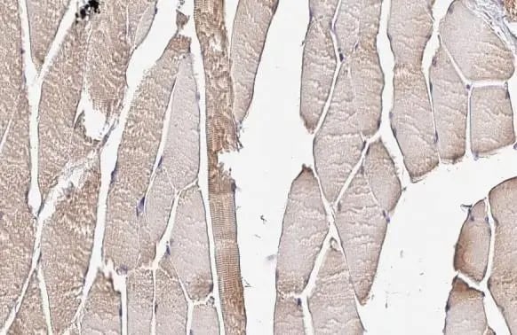 PDLIM3 Antibody (HL2075) - Azide and BSA Free