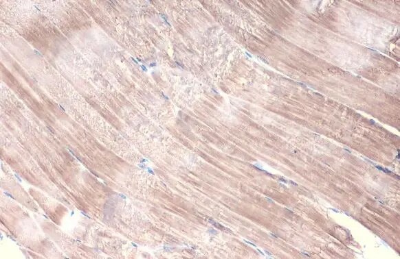 Alpha Actinin (pan) Antibody (HL1692) - Azide and BSA Free