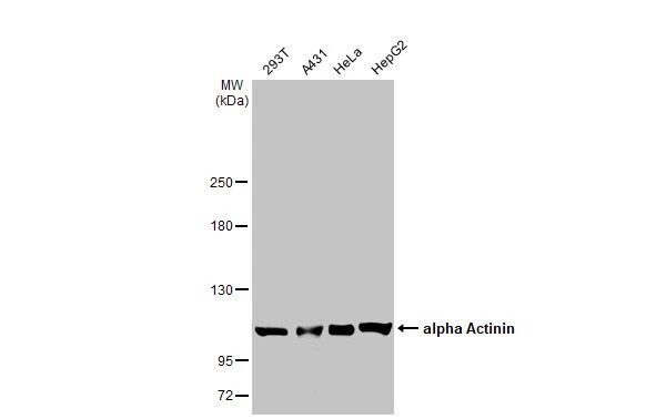 Alpha Actinin (pan) Antibody (HL1692) - Azide and BSA Free