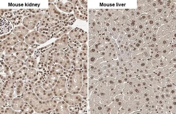 Angiogenin Antibody (HL2214) - Azide and BSA Free