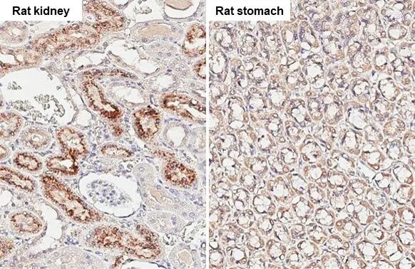 Angiogenin Antibody (HL2215) - Azide and BSA Free