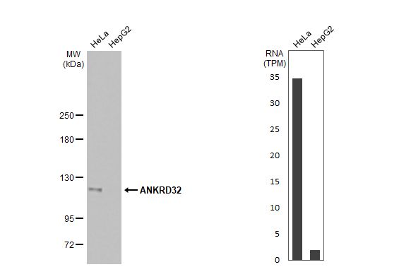 ANKRD32 Antibody (HL2311) - Azide and BSA Free