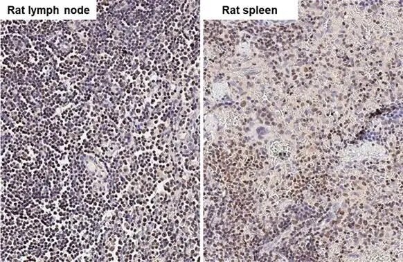 ARID1A Antibody (HL2304) - Azide and BSA Free