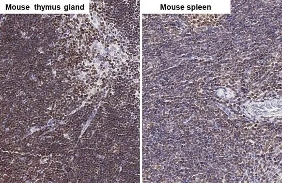 ARID1A Antibody (HL2304) - Azide and BSA Free