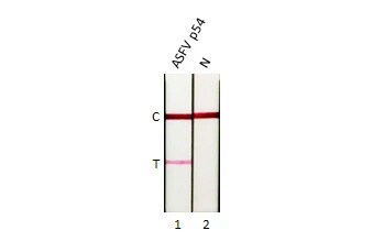 African Swine Fever Virus p54 Antibody (HL1218) - Azide and BSA Free