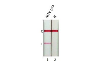 African Swine Fever Virus p54 Antibody (HL1218) - Azide and BSA Free