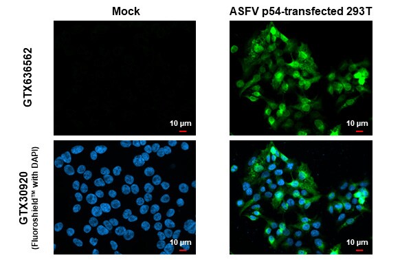 African Swine Fever Virus p54 Antibody (HL1218) - Azide and BSA Free