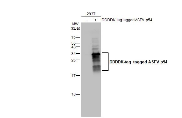 African Swine Fever Virus p54 Antibody (HL1218) - Azide and BSA Free
