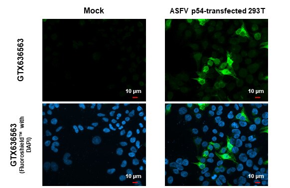 African Swine Fever Virus p54 Antibody (HL1219) - Azide and BSA Free