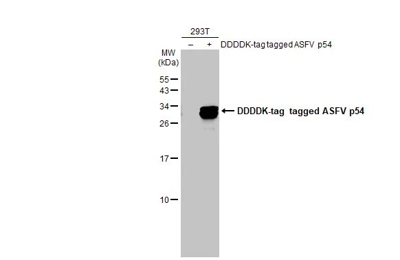 African Swine Fever Virus p54 Antibody (HL1219) - Azide and BSA Free