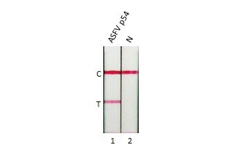 African Swine Fever Virus p54 Antibody (HL1219) - Azide and BSA Free