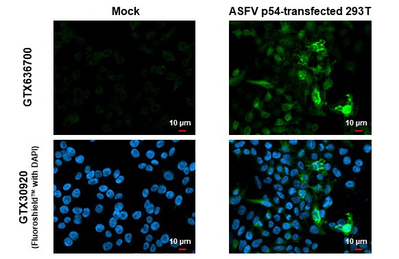 African Swine Fever Virus p54 Antibody (HL1286) - Azide and BSA Free