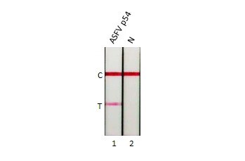 African Swine Fever Virus p54 Antibody (HL1287) - Azide and BSA Free
