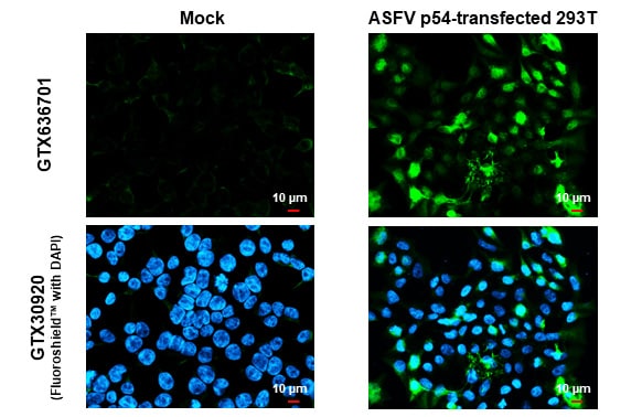 African Swine Fever Virus p54 Antibody (HL1287) - Azide and BSA Free