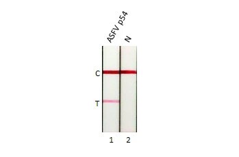 African Swine Fever Virus p54 Antibody (HL1289) - Azide and BSA Free